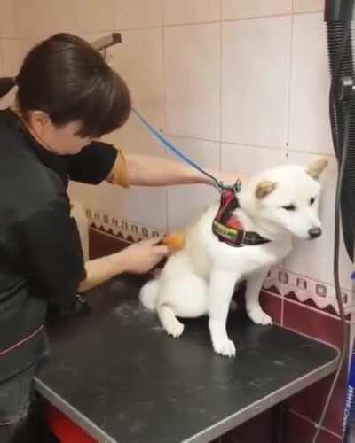 How this professional groomer handles a dog is amazing!