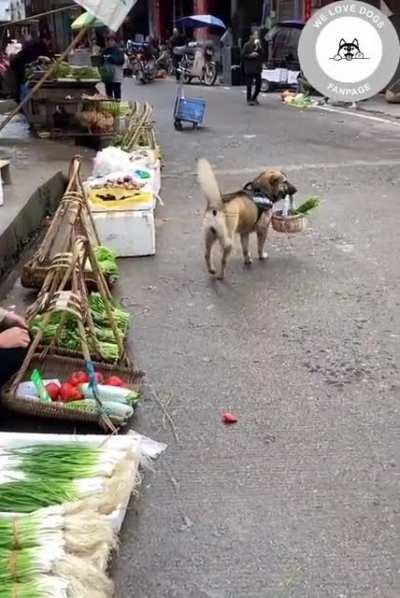 Service Dog Shopping