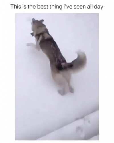 Blind dog gets exited over snow.