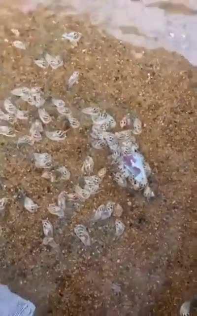 Sea slugs emerging from sand to eat a fish