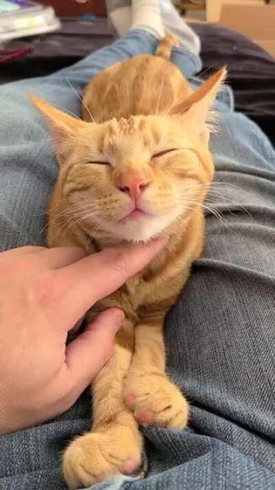 Enjoying some scritches...