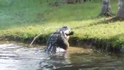 🔥 Huge alligator eats a smaller alligator