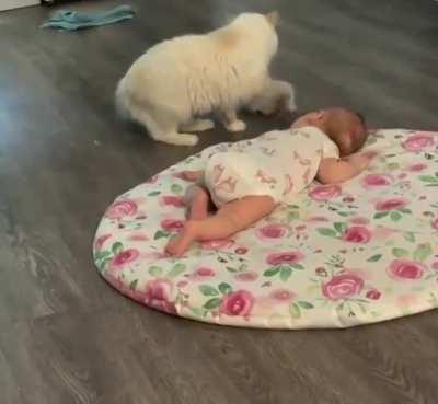 Cat showing off her kitten to a baby