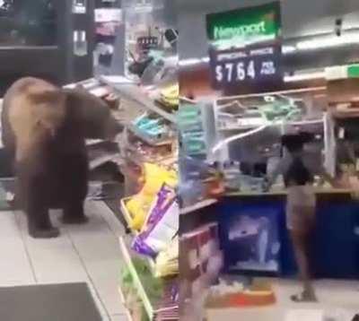 Bears vs humans