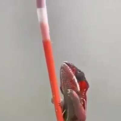 Chameleon changing color as he climbs a wall of pencils