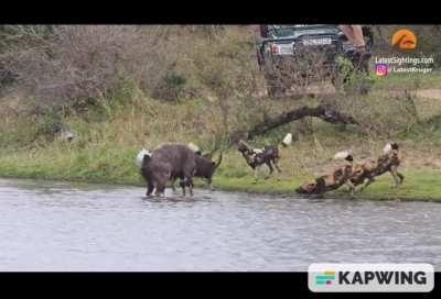 Kudu hold off Wild Dogs and Hippo, but a Crocodile ends it.