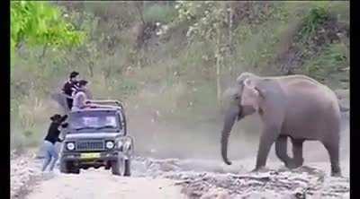 Elephant pranking humans