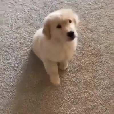 When Bonnie Taylor sings 🎶 Turn Around 🎶 watch what the smol puppy does