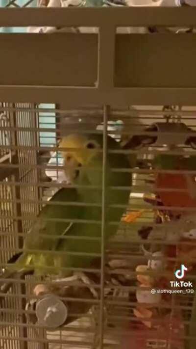 This parrot has an impressive vocabulary