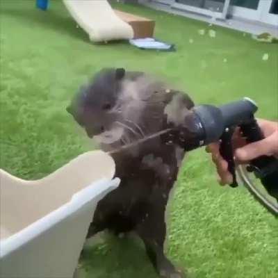 Otter vs Hose