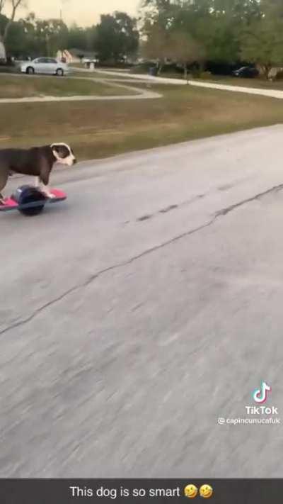 Dog is scary talented at riding this thing