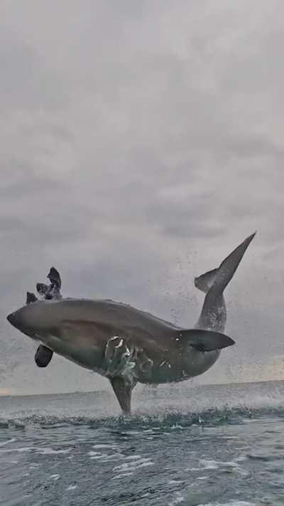 Great White Shark hits a decoy (Video courtesy of Discovery)