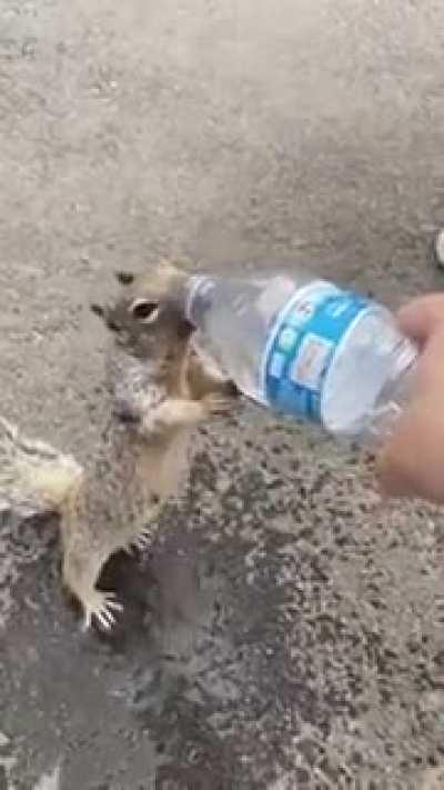 Squirrel Asking For Water!