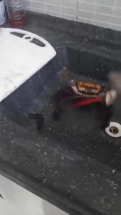 Crabs fights with knife 