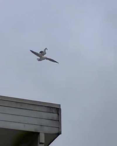 Seagull riding on another seagull