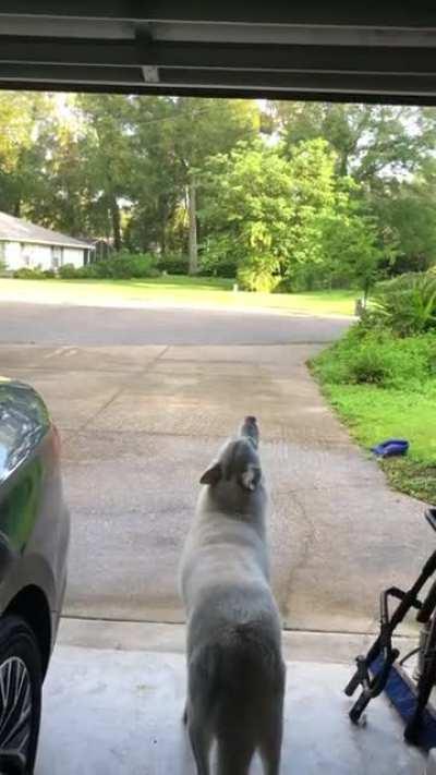 Zeus heard a dog crying a few houses over and decided to howl