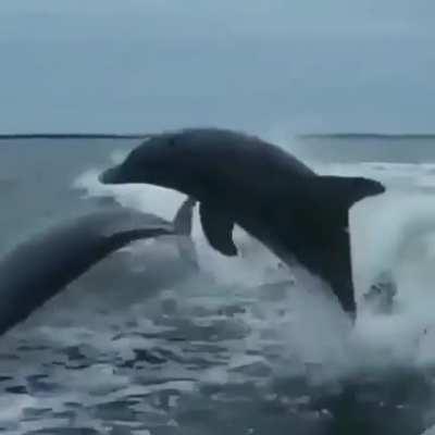 Dolphins aren’t always majestic