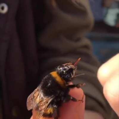 Reviving an exhausted bumble bee with sugar water