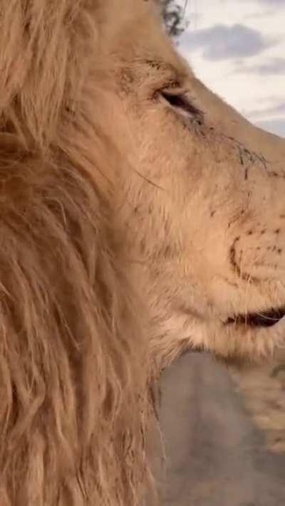 🔥 A lion up close 🔥