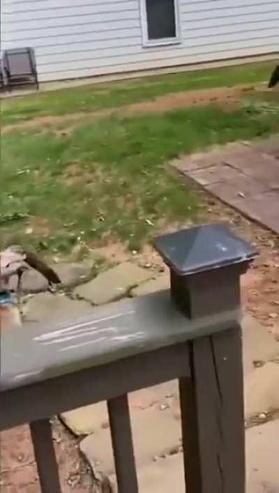 Doggo is so proud of his stick treasure find