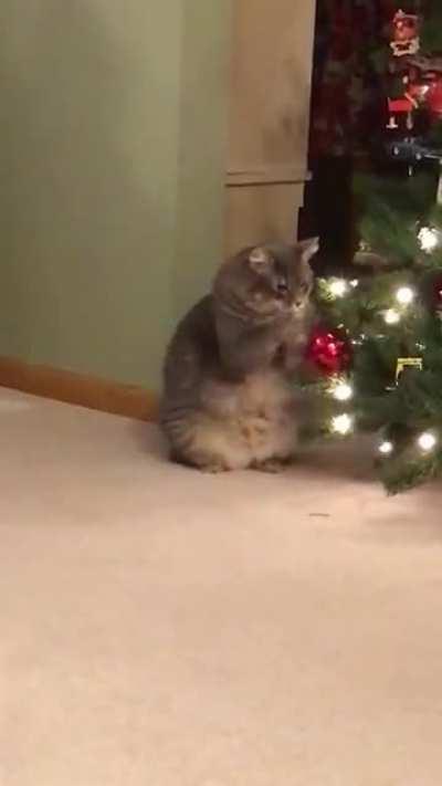 ‘Tis the season for my low quality video of Lily and her ornament!