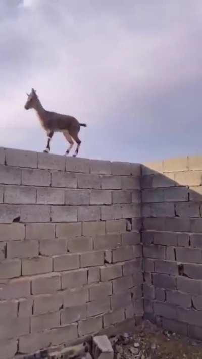 This goat climbing a wall