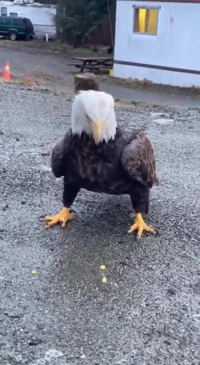 Close encounter with a bald eagle