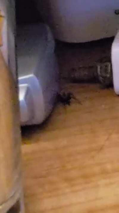 Guys, it's still roaming around
