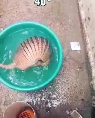 Good boy refreshing in the heat in Brazil