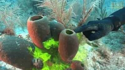 Filter feeding sponges