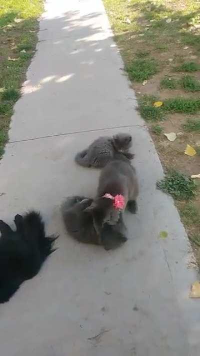 It isn't very often I catch Dusky playing with one of her kittens but I did! Here she is playing with Flint.