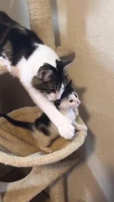 Momma cat prevents little kitty from falling