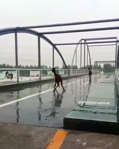 A little trouble crossing the bridge