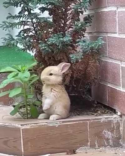 A rabbit eating leaves in peace