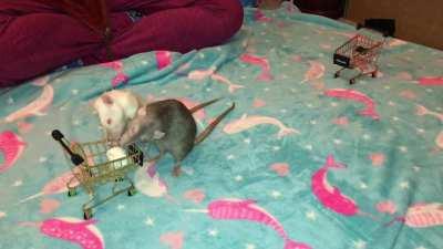 My Pet Rats Pickle and Omelet Fighting over Toilet Paper - come on rats, its not 2020 anymore!