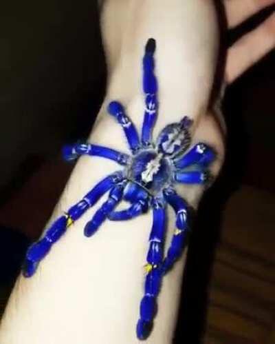 🔥 Cobalt Blue Tarantula