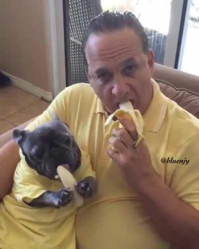 1000 anos de azar pra quem ignorar o cachorro comendo banana