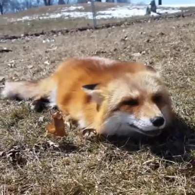 Fox being absolutely adorable