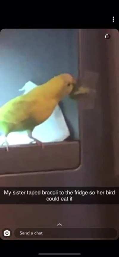 all Sprite wants to do is eat that broccoli (yes i taped it to the fridge for her and this video was taken by my sister)