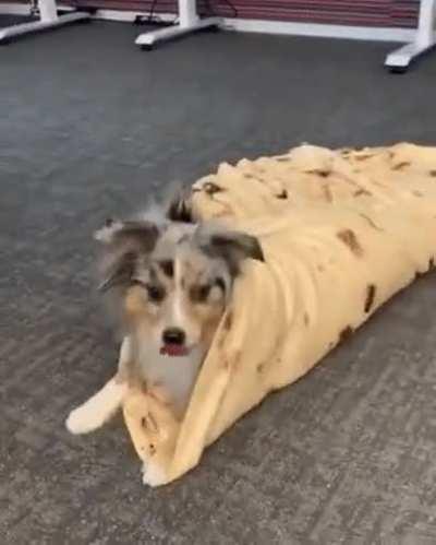 Pet the burrito