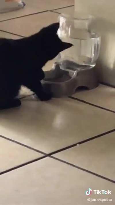 cat finds out if water spills, bubbles go up