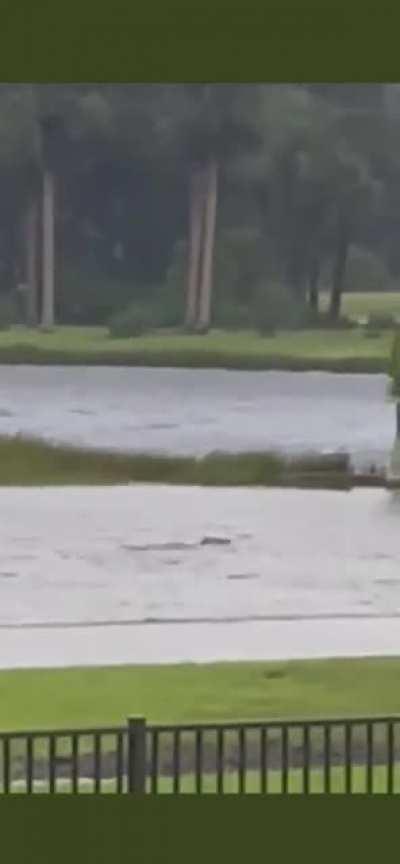 A shark spotted swimming on a road flooded by hurricane Ian in Ft Myers Florida