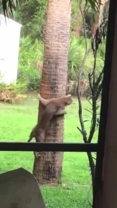 Squirrel getting chased by a bob cat