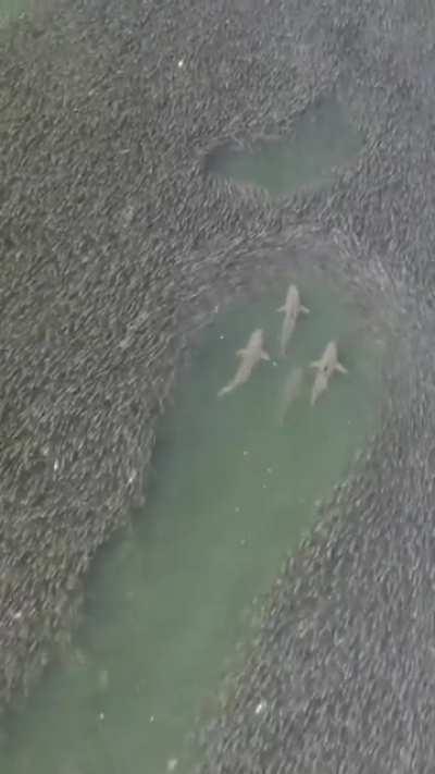 A shiver of sharks swimming through a school of fish