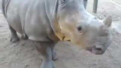 What does a baby rhino sound like? Certainly not anything like we thought they would