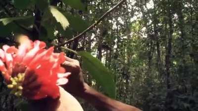 A researcher is walking with an indigenous tribe, who stop to pick a flower. He asks them what it is for, thinking it contains a poison for making arrows, or perhaps a unique food.