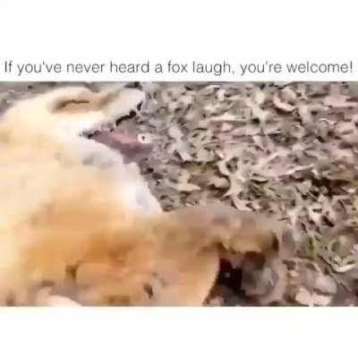 Some foxes laughing