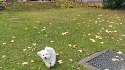 Shmol doggo in a new to him fairly big garden = zoomies