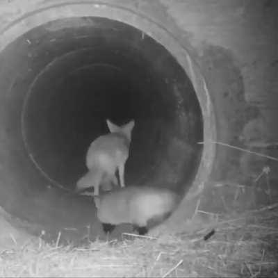 🔥 Coyote and Badger traveling together as Hunting Partners