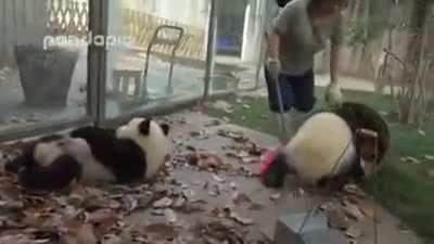 The struggle of a panda zookeeper